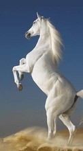 Lade kostenlos 1024x600 Hintergrundbilder Tiere,Pferde für Handy oder Tablet herunter.