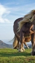 Lade kostenlos 128x160 Hintergrundbilder Tiere,Pferde für Handy oder Tablet herunter.