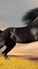 Lade kostenlos Hintergrundbilder Tiere,Pferde für Handy oder Tablet herunter.