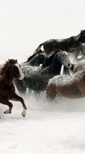 Lade kostenlos Hintergrundbilder Tiere,Winterreifen,Pferde für Handy oder Tablet herunter.
