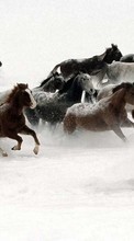 Lade kostenlos Hintergrundbilder Tiere,Winterreifen,Pferde für Handy oder Tablet herunter.