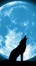 Tiere,Wölfe,Übernachtung,Mond für Samsung Galaxy 551