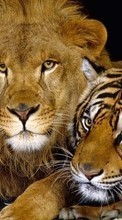 Lade kostenlos Hintergrundbilder Tiere,Lions,Tigers für Handy oder Tablet herunter.