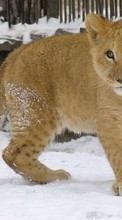 Lade kostenlos Hintergrundbilder Tiere,Winterreifen,Lions für Handy oder Tablet herunter.