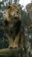 Lade kostenlos 800x480 Hintergrundbilder Tiere,Lions für Handy oder Tablet herunter.