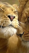 Lade kostenlos 320x480 Hintergrundbilder Tiere,Lions für Handy oder Tablet herunter.