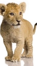 Tiere,Lions für Samsung Galaxy 551