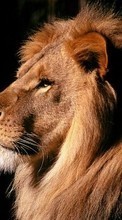 Tiere,Lions für Sony Xperia SP