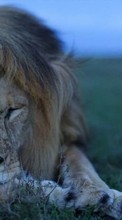 Lade kostenlos Hintergrundbilder Tiere,Lions für Handy oder Tablet herunter.