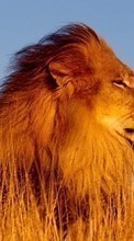 Tiere,Lions für Acer CloudMobile S500