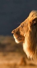 Tiere,Lions für Sony Xperia J ST26i