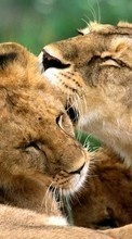 Tiere,Lions für HTC One S