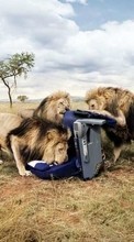 Lade kostenlos Hintergrundbilder Lions,Tiere für Handy oder Tablet herunter.