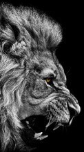 Lions,Tiere für Samsung Galaxy S2 Plus