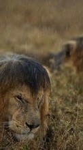 Lade kostenlos Hintergrundbilder Lions,Tiere für Handy oder Tablet herunter.