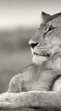 Lions,Tiere für LG Optimus G Pro