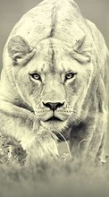 Lions,Tiere für Sony Xperia ion