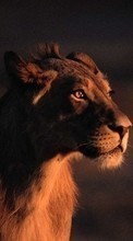 Tiere,Lions für Sony Xperia L