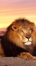 Lade kostenlos 240x400 Hintergrundbilder Tiere,Lions für Handy oder Tablet herunter.