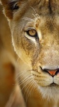 Tiere,Lions für HTC Desire 600