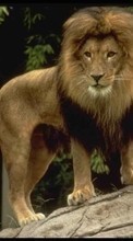 Lade kostenlos Hintergrundbilder Tiere,Lions für Handy oder Tablet herunter.