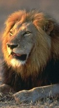 Lade kostenlos 240x320 Hintergrundbilder Tiere,Lions für Handy oder Tablet herunter.