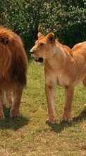 Lade kostenlos 1024x600 Hintergrundbilder Tiere,Lions für Handy oder Tablet herunter.