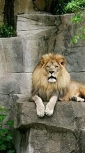 Lade kostenlos 320x480 Hintergrundbilder Tiere,Lions für Handy oder Tablet herunter.