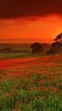 Mohn,Landschaft,Felder,Sunset für LG G Pad 8.0 V490