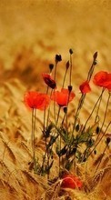 Lade kostenlos Hintergrundbilder Blumen,Mohn,Weizen,Pflanzen für Handy oder Tablet herunter.
