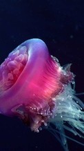 Lade kostenlos Hintergrundbilder Tiere,Sea,Jellyfish für Handy oder Tablet herunter.