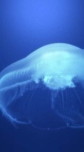 Lade kostenlos Hintergrundbilder Tiere,Wasser,Jellyfish für Handy oder Tablet herunter.