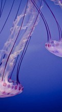 Lade kostenlos Hintergrundbilder Jellyfish,Tiere für Handy oder Tablet herunter.