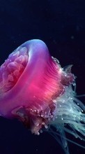 Jellyfish,Tiere