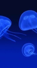 Lade kostenlos Hintergrundbilder Tiere,Sea,Jellyfish für Handy oder Tablet herunter.