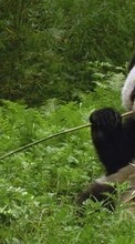 Lade kostenlos Hintergrundbilder Tiere,Grass,Bären,Pandas für Handy oder Tablet herunter.