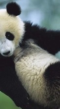 Lade kostenlos 360x640 Hintergrundbilder Tiere,Bären,Pandas für Handy oder Tablet herunter.