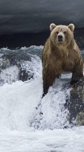 Lade kostenlos Hintergrundbilder Tiere,Wasser,Bären für Handy oder Tablet herunter.