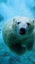 Lade kostenlos Hintergrundbilder Tiere,Wasser,Bären für Handy oder Tablet herunter.