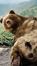 Lade kostenlos Hintergrundbilder Bären,Humor,Tiere für Handy oder Tablet herunter.