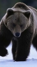 Lade kostenlos Hintergrundbilder Tiere,Bären für Handy oder Tablet herunter.