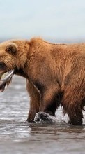 Tiere,Bären für Samsung Galaxy S2
