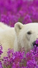 Bären,Tiere für OnePlus One