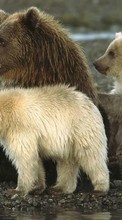 Lade kostenlos 320x240 Hintergrundbilder Tiere,Bären für Handy oder Tablet herunter.