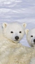 Lade kostenlos Hintergrundbilder Tiere,Winterreifen,Bären für Handy oder Tablet herunter.