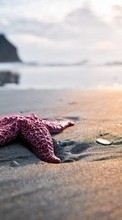 Landschaft,Sea,Strand,Starfish für HTC One mini