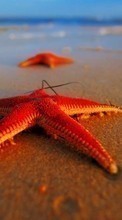 Lade kostenlos Hintergrundbilder Tiere,Sea,Starfish für Handy oder Tablet herunter.