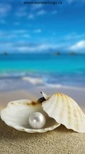 Lade kostenlos Hintergrundbilder Hintergrund,Sea,Shells,Pearls für Handy oder Tablet herunter.