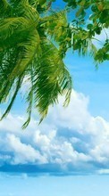 Lade kostenlos Hintergrundbilder Landschaft,Sea,Clouds,Palms für Handy oder Tablet herunter.