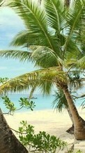 Landschaft,Sea,Strand,Sand,Palms für Huawei Ascend P6